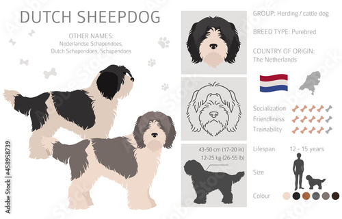 Dutch sheepdog Schapendoes clipart. Different poses, coat colors set