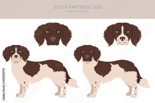 Dutch partridge dog clipart. Different poses, coat colors set