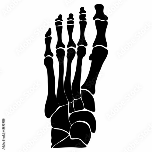 Anatomical structure of the bones of the foot. Black silhouette. Vector illustration.