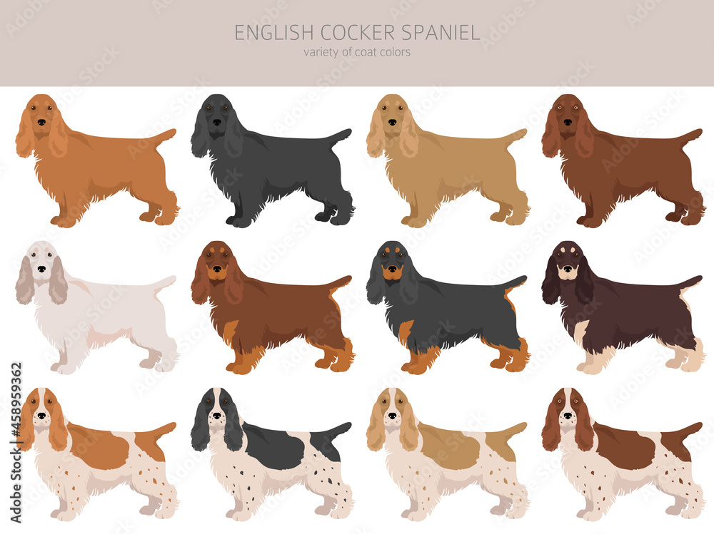 cocker clipart. Different poses, colors set Stock | Adobe Stock