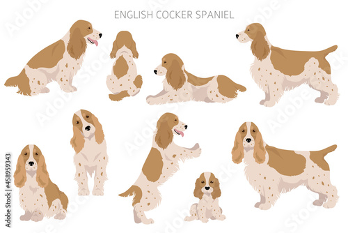 English cocker spaniel clipart. Different poses, coat colors set