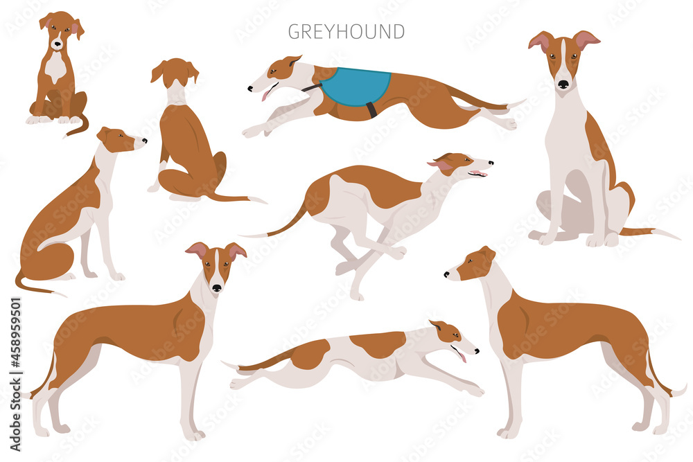 English greyhound clipart. Different poses, coat colors set