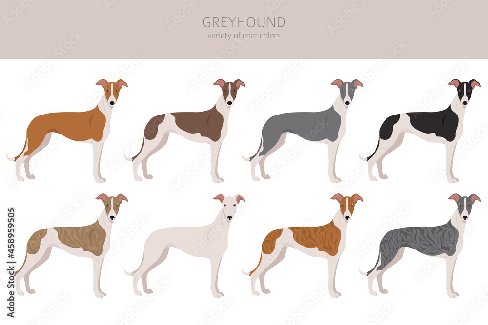 English greyhound clipart. Different poses, coat colors set