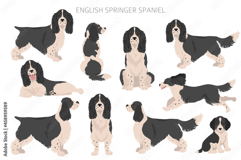 Εκτύπωση καμβά English springer spaniel clipart