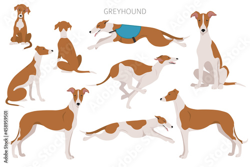 English greyhound clipart. Different poses, coat colors set photo