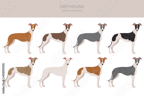English greyhound clipart. Different poses, coat colors set