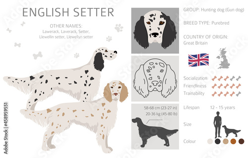 English setter clipart. Different poses, coat colors set