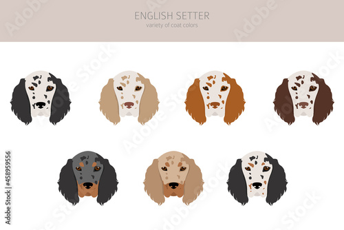 English setter clipart. Different poses, coat colors set