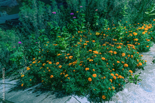 flowers in the garden