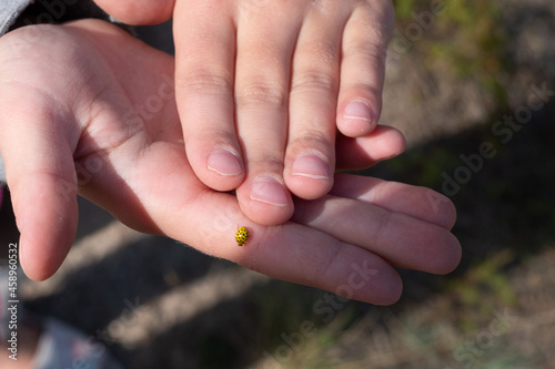 22 Spot ladybird. Yellow ladybug crawling on child's hand. photo