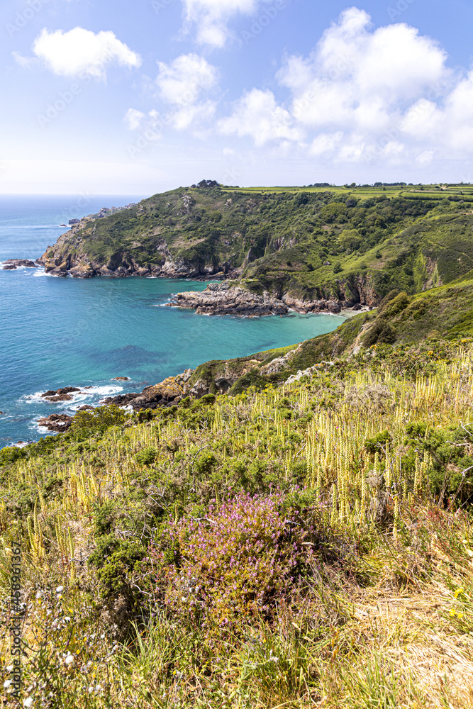 Fototapeta premium The beautiful rugged south coast of Guernsey, Channel Islands UK - Wild flowers beside the coastal footpath leading to Petit Bot Bay