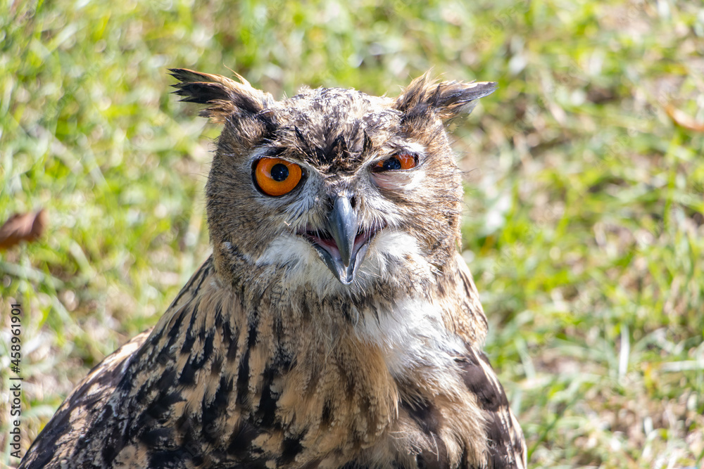 The blinking eagle-owl (Bubo bubo) look to camera The blinking eagle-owl (Bubo bubo) look to camera