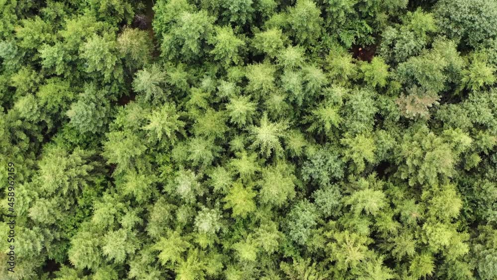 Aerial top down shot flying over dense, lush green spruce tree forest Aerial top down shot flying over dense, lush green spruce tree forest