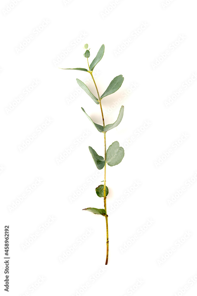 Eucalyptus live fresh green branch, twig isolated on white background, copy space Eucalyptus live fresh green branch, twig isolated on white background, copy space