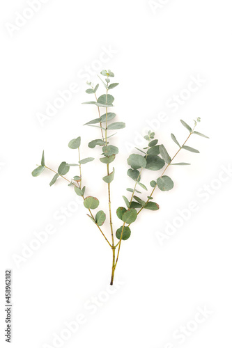 Eucalyptus live fresh green branch, twig isolated on white background, copy space