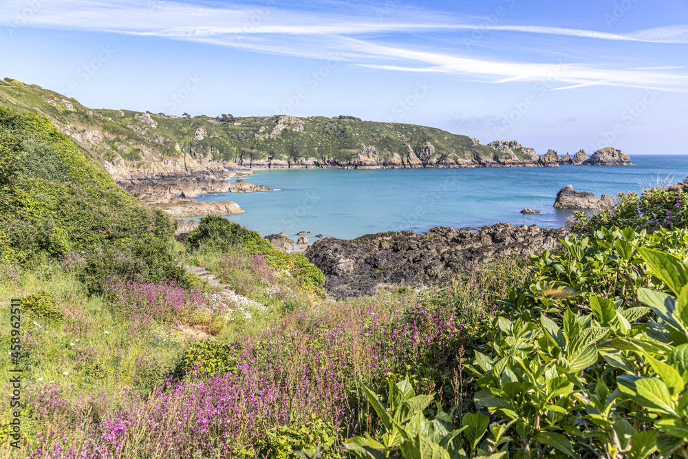 The beautiful rugged south coast of Guernsey - Wildflowers beside the coastal path around Moulin Huet Bay, Guernsey, Channel Islands UK
