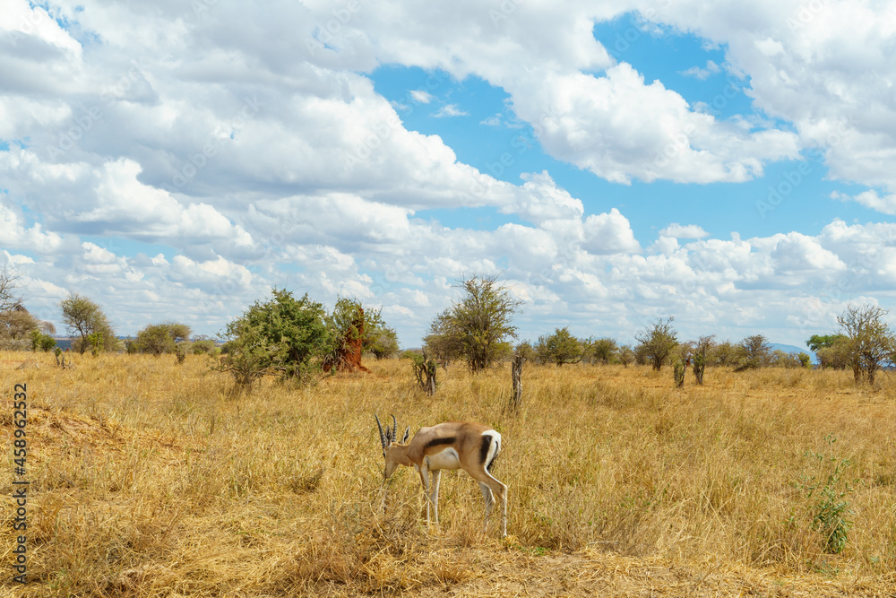 Naklejka premium Blue sky with big clouds, grasslands and a gazelle (Tarangire National Park, Tanzania)