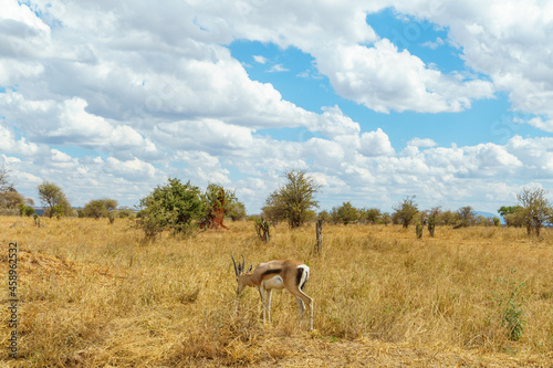 Blue sky with big clouds, grasslands and a gazelle (Tarangire National Park, Tanzania)