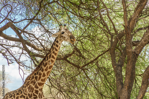 Giraffe eating branches and leaves in Tarangire National Park, Tanzania