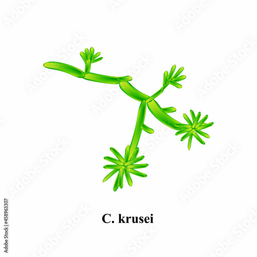 C. krusei candida. Pathogenic yeast-like fungi of the Candida type morphological structure. Vector illustration on isolated background