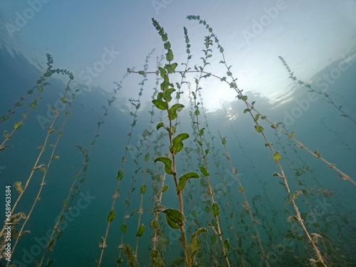 Clasping-leaf pondweed, Durchwachsenes Laichkraut (Potamogeton perfoliatus)