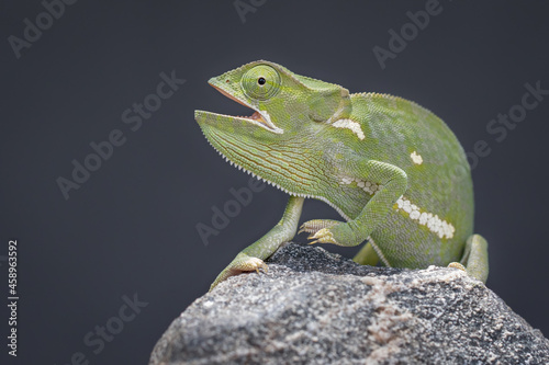 A flap-necked chameleon, Chamaeleo dilepis, mouth open, black background photo