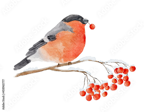 Obraz na plátne Watercolor bullfinch sits on snow-covered branch of rowan isolated on white background
