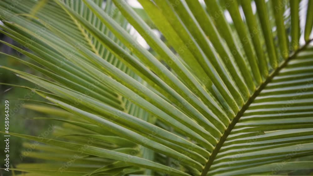 Close Up of Green Large Coconut Palm Tree Leaf. Slider panning out Close Up of Green Large Coconut Palm Tree Leaf. Slider panning out