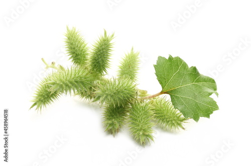Greater Burdock green seeds and leaf, Arctium lappa, isolated on white background
