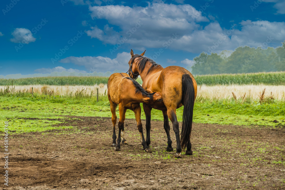 Two horses, a mare with breast milk drinking foal in a green pasture with foggy blur background blue sky and light cloud Two horses, a mare with breast milk drinking foal in a green pasture with foggy blur background blue sky and light cloud