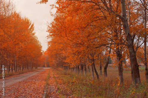 beautiful orange autumn landscape with road