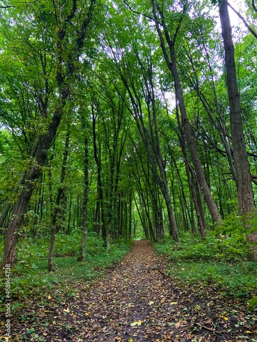 path in the forest