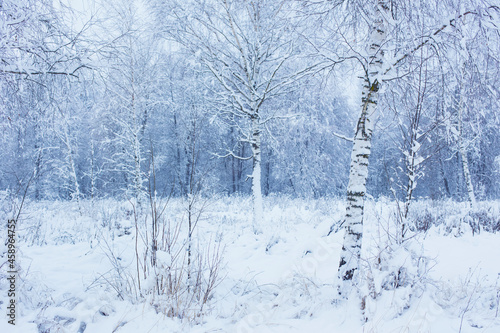 Wallpaper Mural winter  snowy  cloudy landscape  with trees Torontodigital.ca