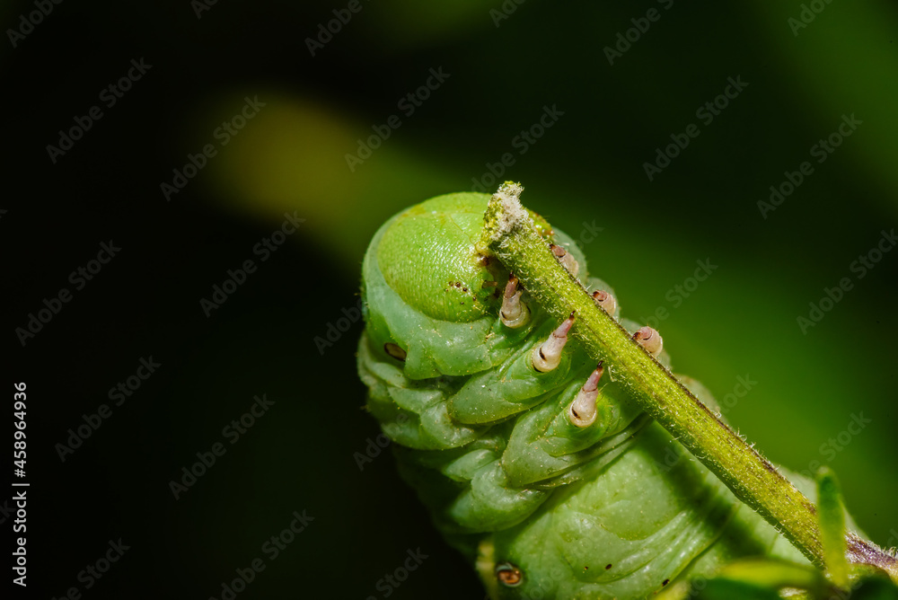 Naklejka premium Hornworms