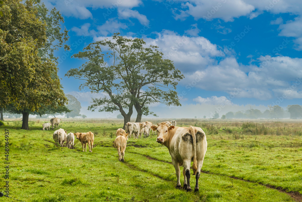 Obraz premium Herd of cows with calves walking and grazing in nature in a natural pasture with wild herbs and forest edge and solitary trees against a blurred background with moor fog blurred horizon