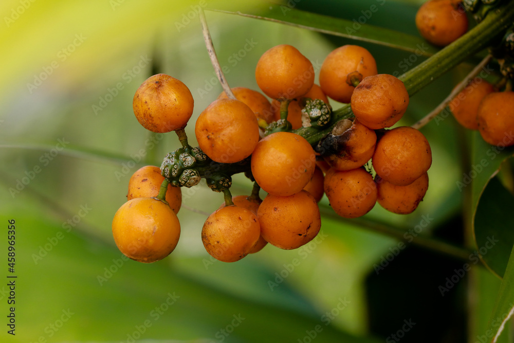 Ripe seeds of Dracaena fragrans or cornstalk dracaena commonly known as corn plant Ripe seeds of Dracaena fragrans or cornstalk dracaena commonly known as corn plant