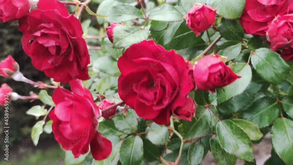 Rose flowers in the garden. Red bloom plant. Rose flowers in the garden. Red bloom plant.