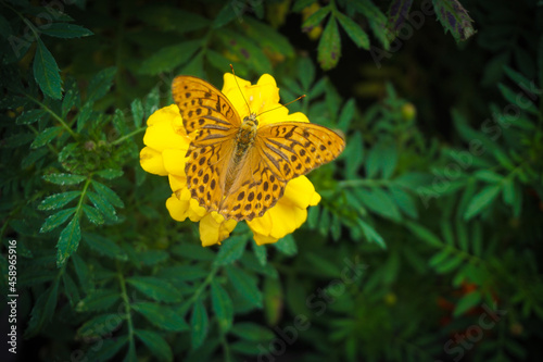 butterfly on flower