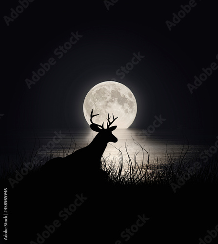 deer in counterlight with moon and lake photo