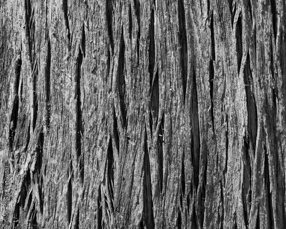 Wood texture, old wood background in black and white Wood texture, old wood background in black and white