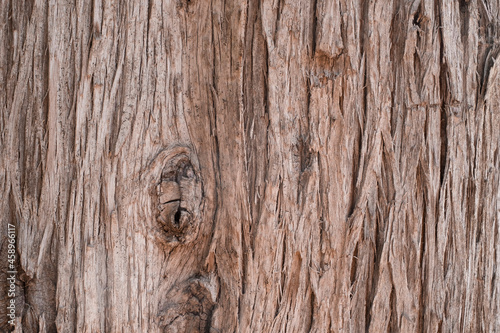 Wood texture, old wood background