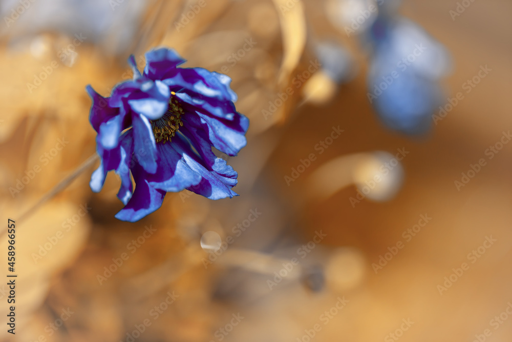 Piękny zawilec japoński. Kolorowe kwiaty anemonów kwitnących latem w ogrodzie. Rośliny ozdobne. Delikatne płatki zawilca. Rozmyte pastelowe tło.  - obrazy, fototapety, plakaty 