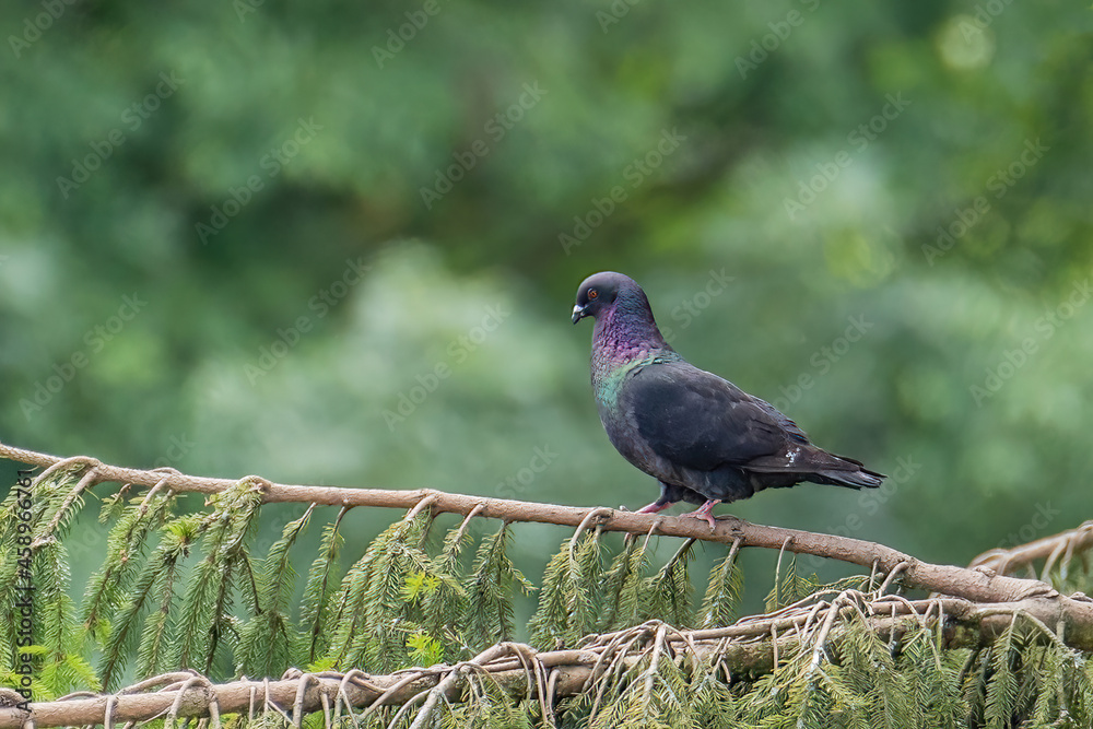 Fototapeta premium sitting colored pigeon on a branch