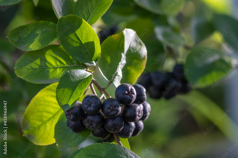 Branch filled with aronia berries. Clusters of chokeberry on branches Branch filled with aronia berries. Clusters of chokeberry on branches