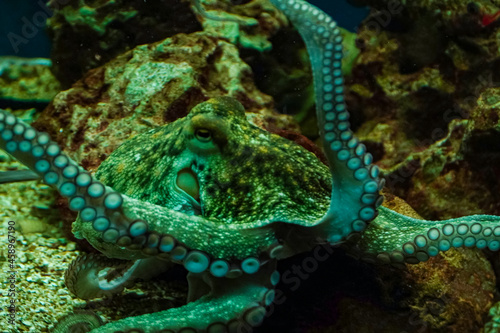 Deep sea creatures  underwater monster  Underwater exhibition of tropical animals  seawater aquarium