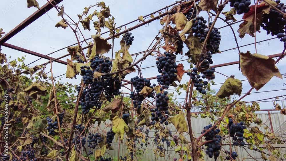 Early frosts in the vineyard. Frostscorched vines, leaves and bunches