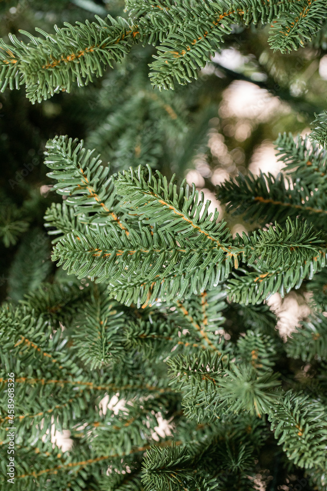 branches of a Christmas tree with garlands
branches of a Christmas tree with garlands
