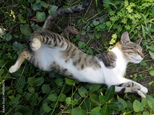 Langgestrecke junge Katze in einem grünen Garten im Sommer bei Sonnenschein im Dorf Maksudiye bei Adapazari in der Provinz Sakarya in der Türkei photo