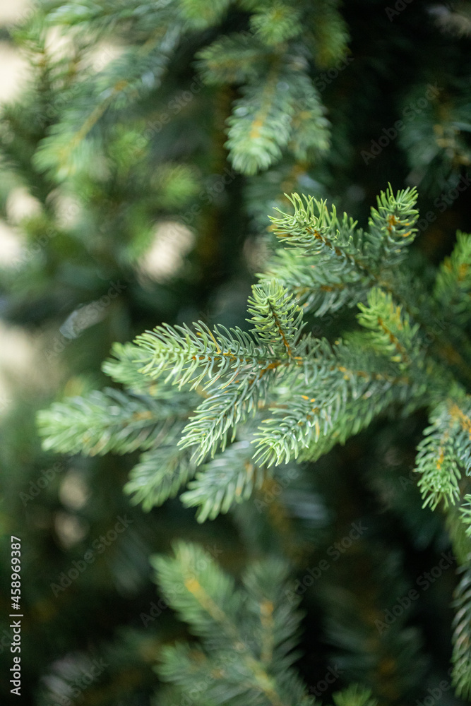 branches of a Christmas tree with garlands
branches of a Christmas tree with garlands