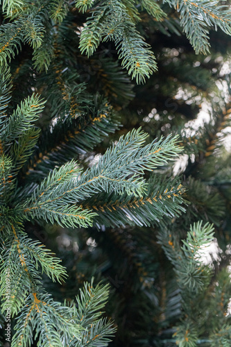 branches of a Christmas tree with garlands 